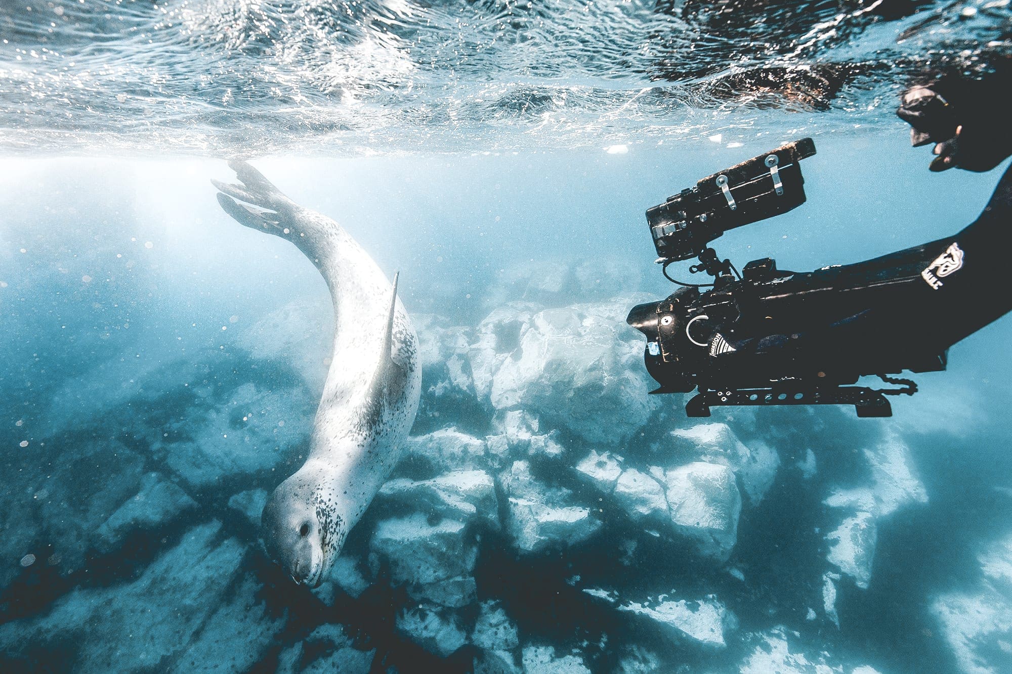 Een kijkje achter de schermen bij de Netflix serie Our Planet
