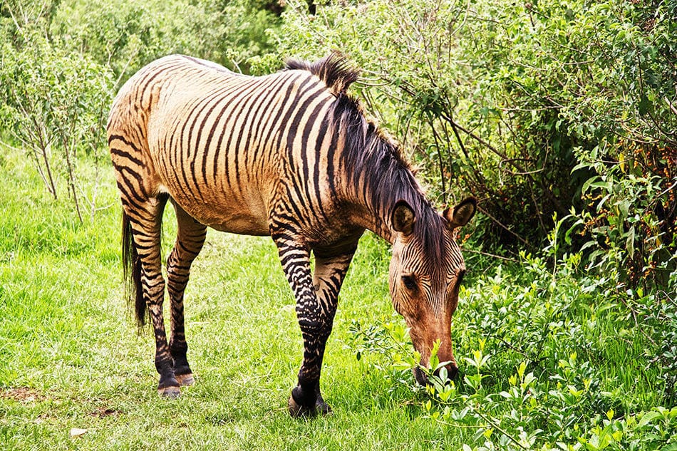 hybride dieren 14