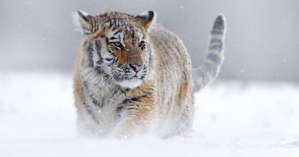 Eerste trailer van David Attenborough’s nieuwe docu gereleased!