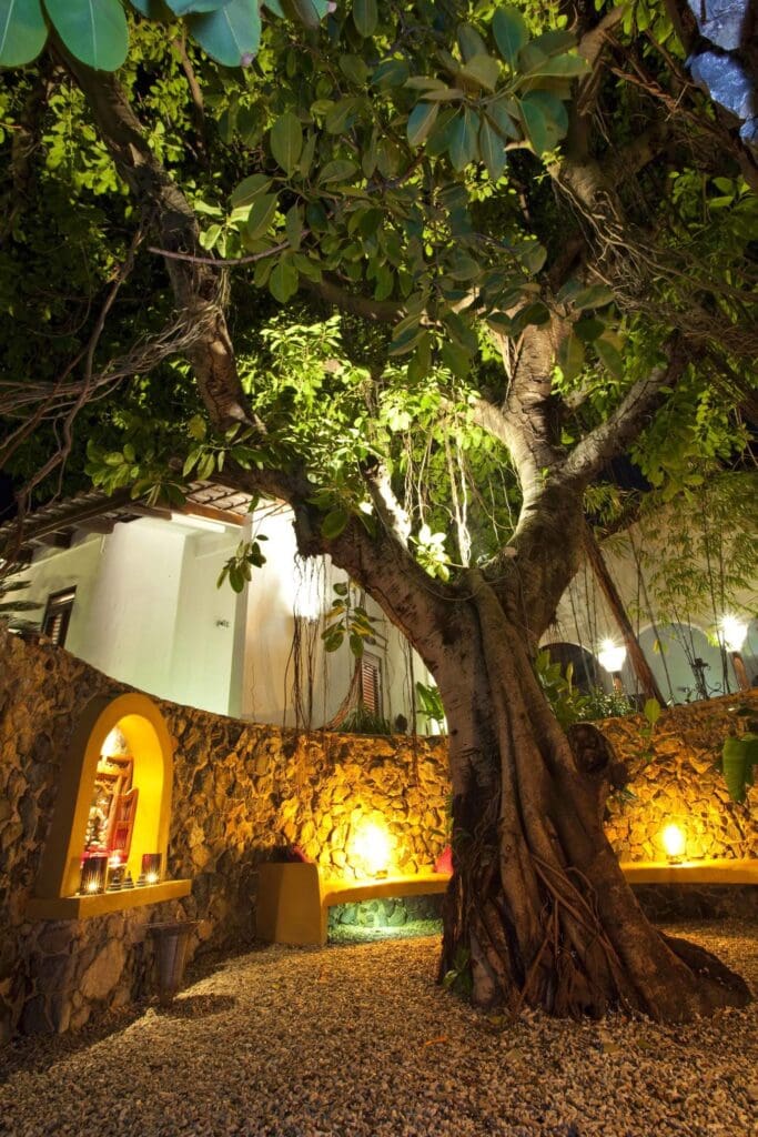 Banyan Tree