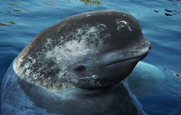 hybride dieren 8