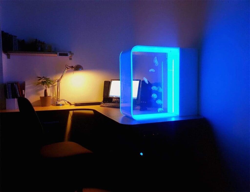 Dit wil je: kwallen als huisdier