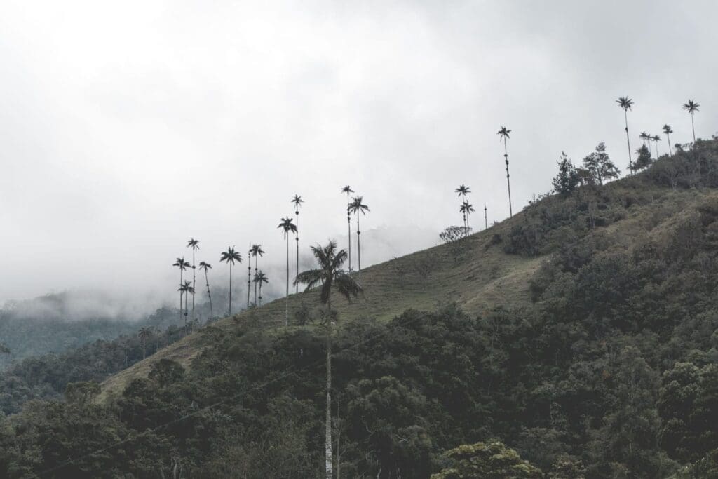 Hoogste palmbomen ter wereld: Valle de Cocora, Colombia