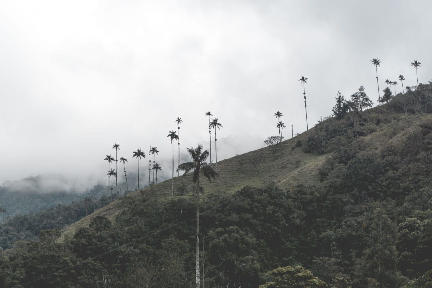 Hoogste palmbomen ter wereld: Valle de Cocora, Colombia