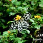 Filipijnen vlinder