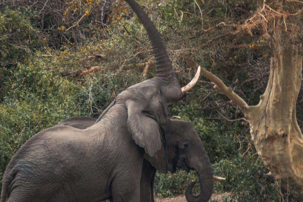 Malawi, Malawi: het warme hart van Afrika