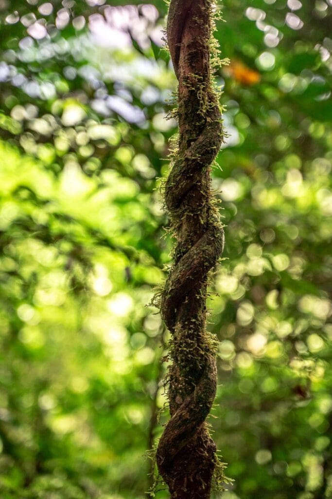 , Panama: van een betonnen naar een groene jungle in minder dan een uur