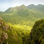 Vietnam Jungle