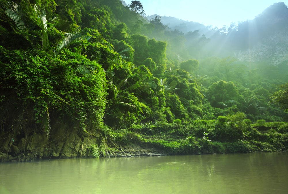 Vietnam Jungle 2