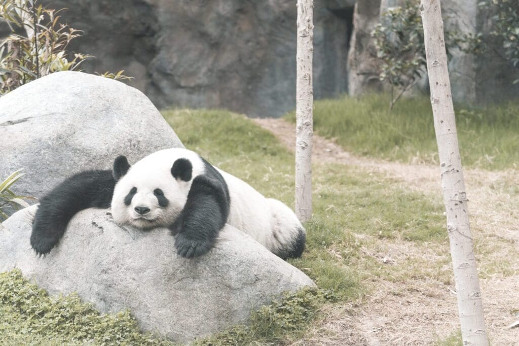 Via deze livestreams kun je chillen met panda’s, olifanten en pinguins