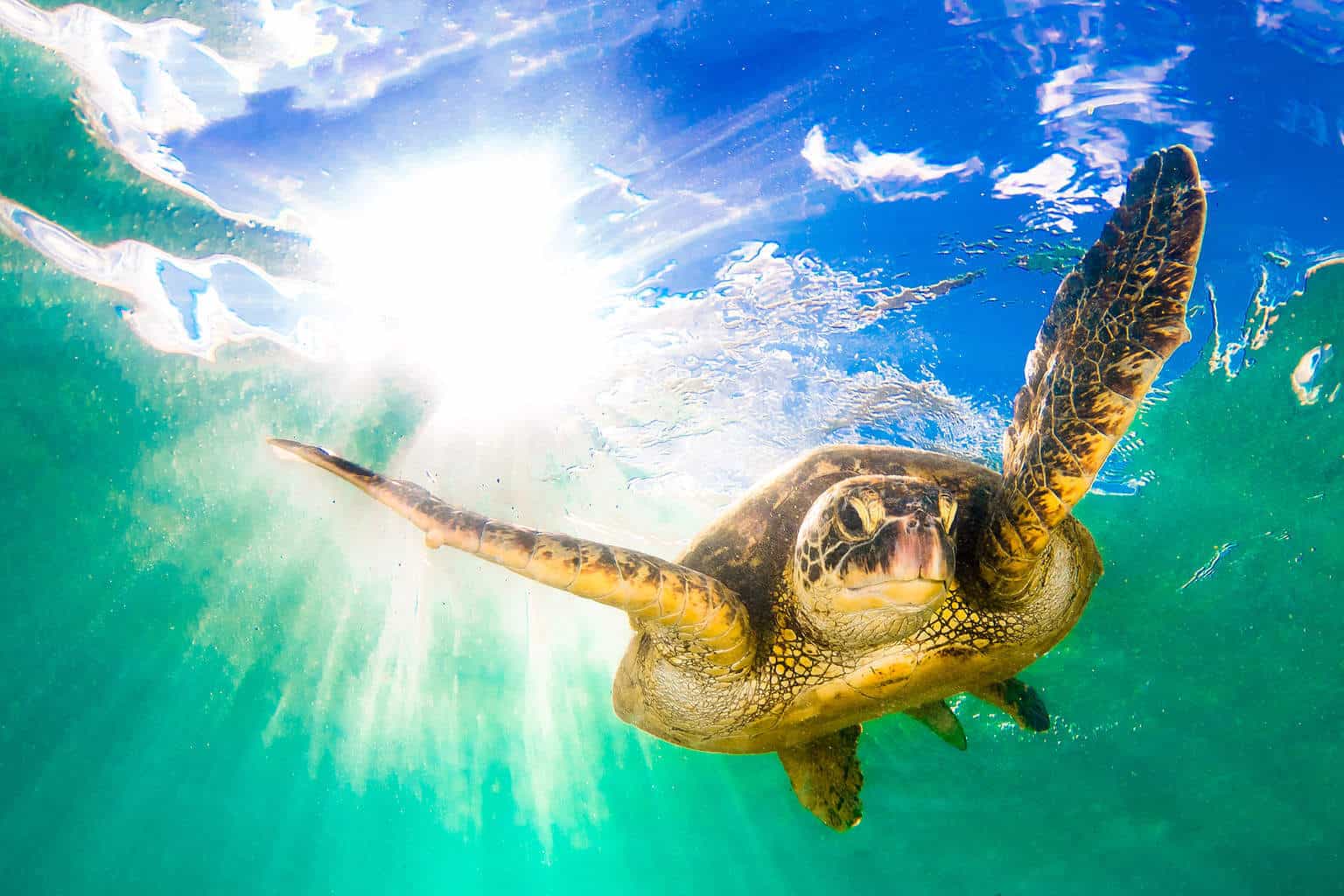 Endangered Hawaiian Green Sea Turtle