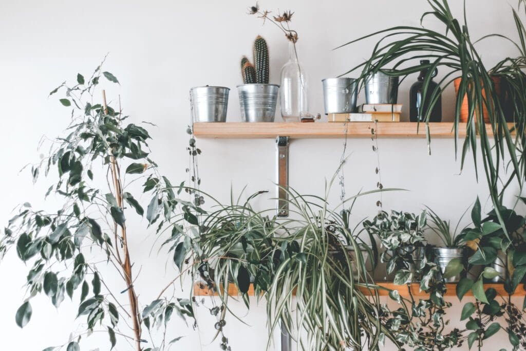 5x planten die je interieur upgraden en easy zijn om in leven te houden