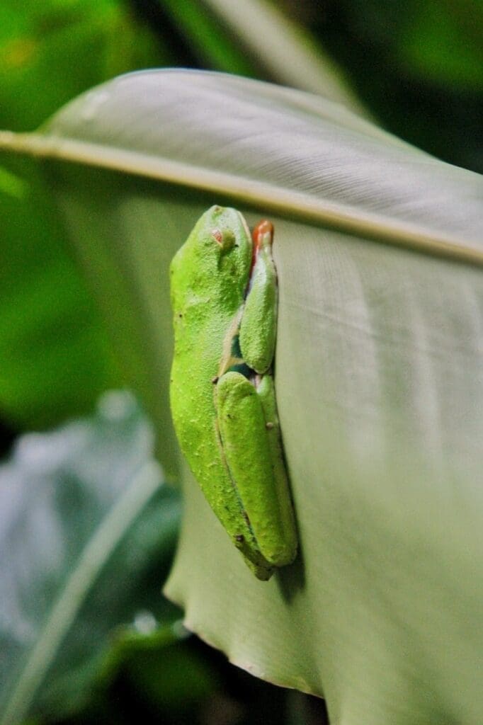 costa-rica