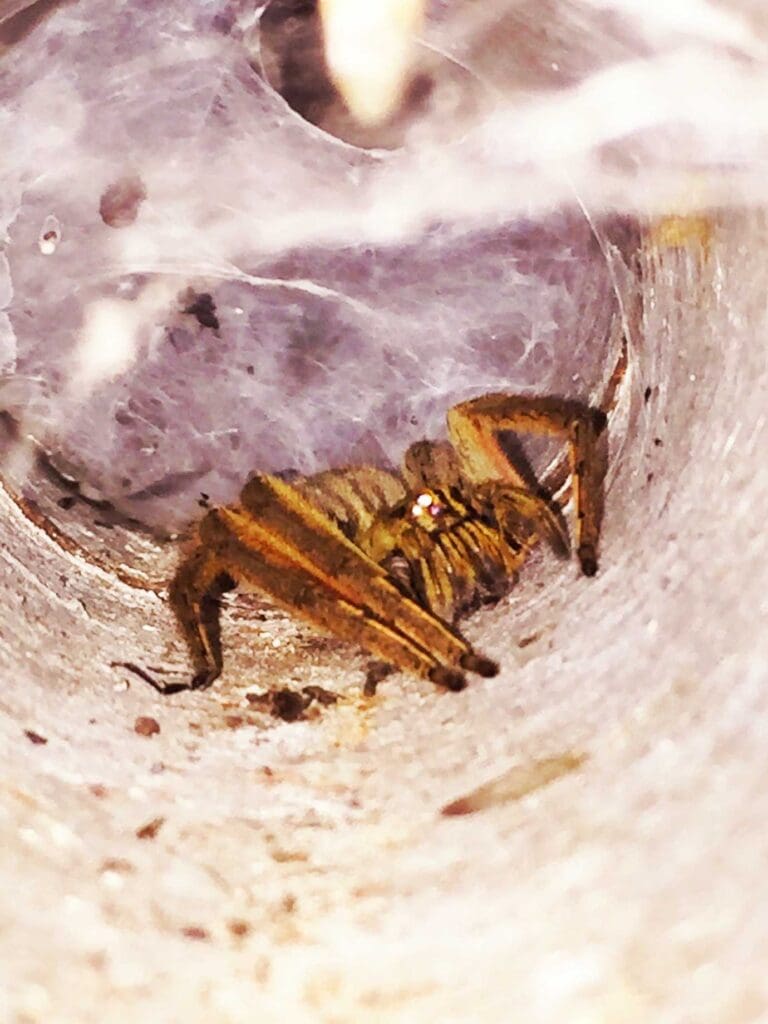 costa-rica