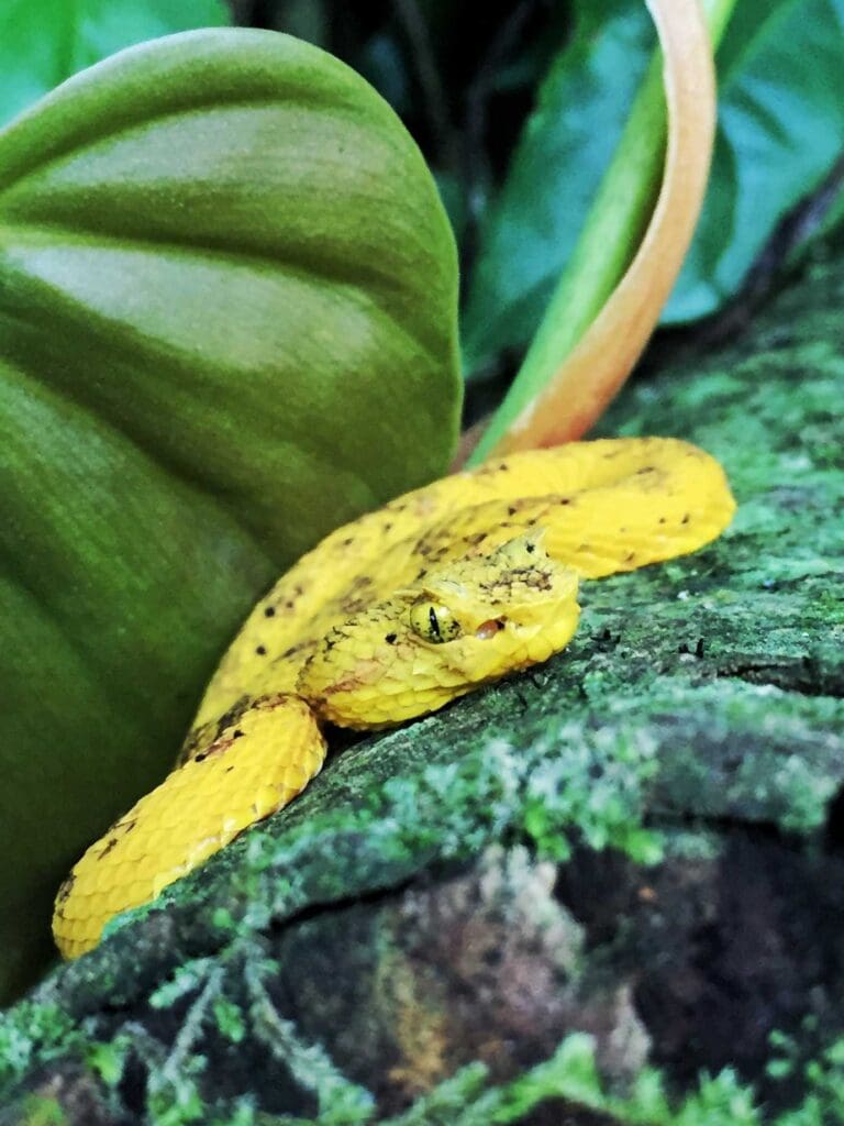 costa-rica