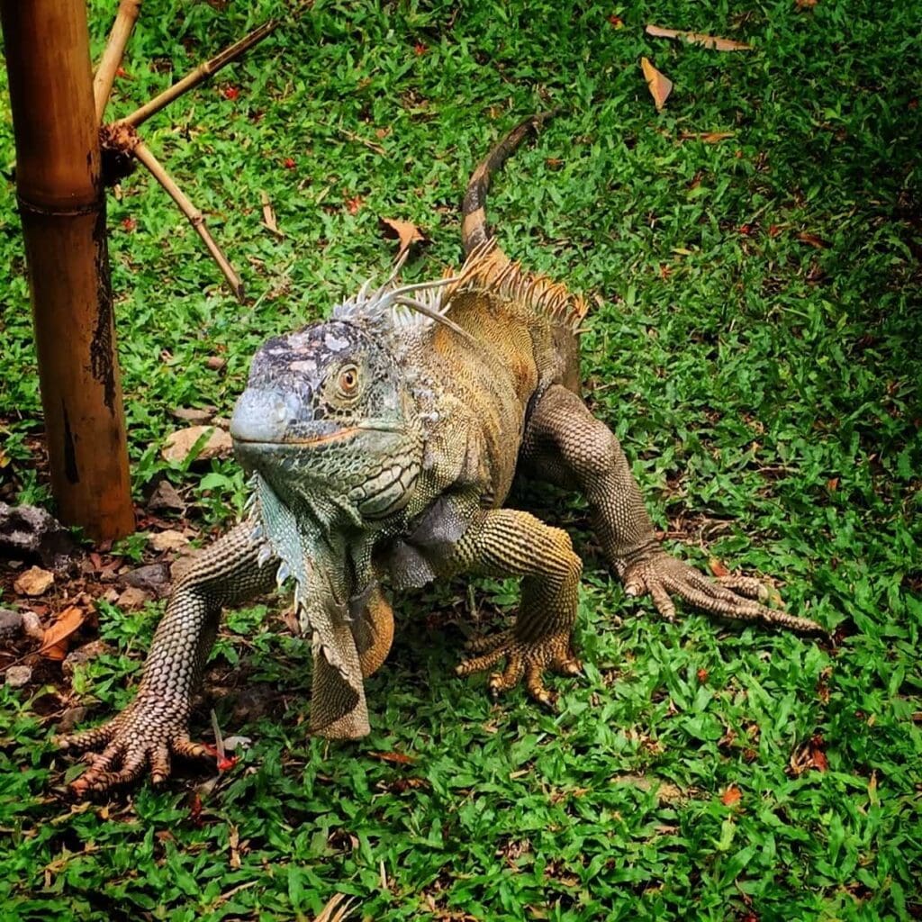 costa-rica