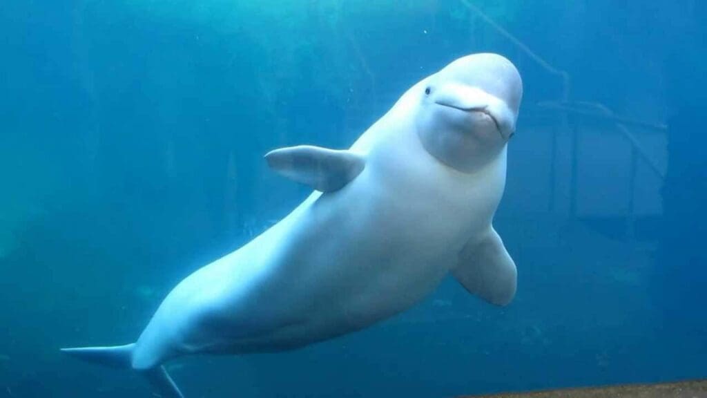 hybride dieren 7