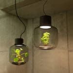 plant lamp