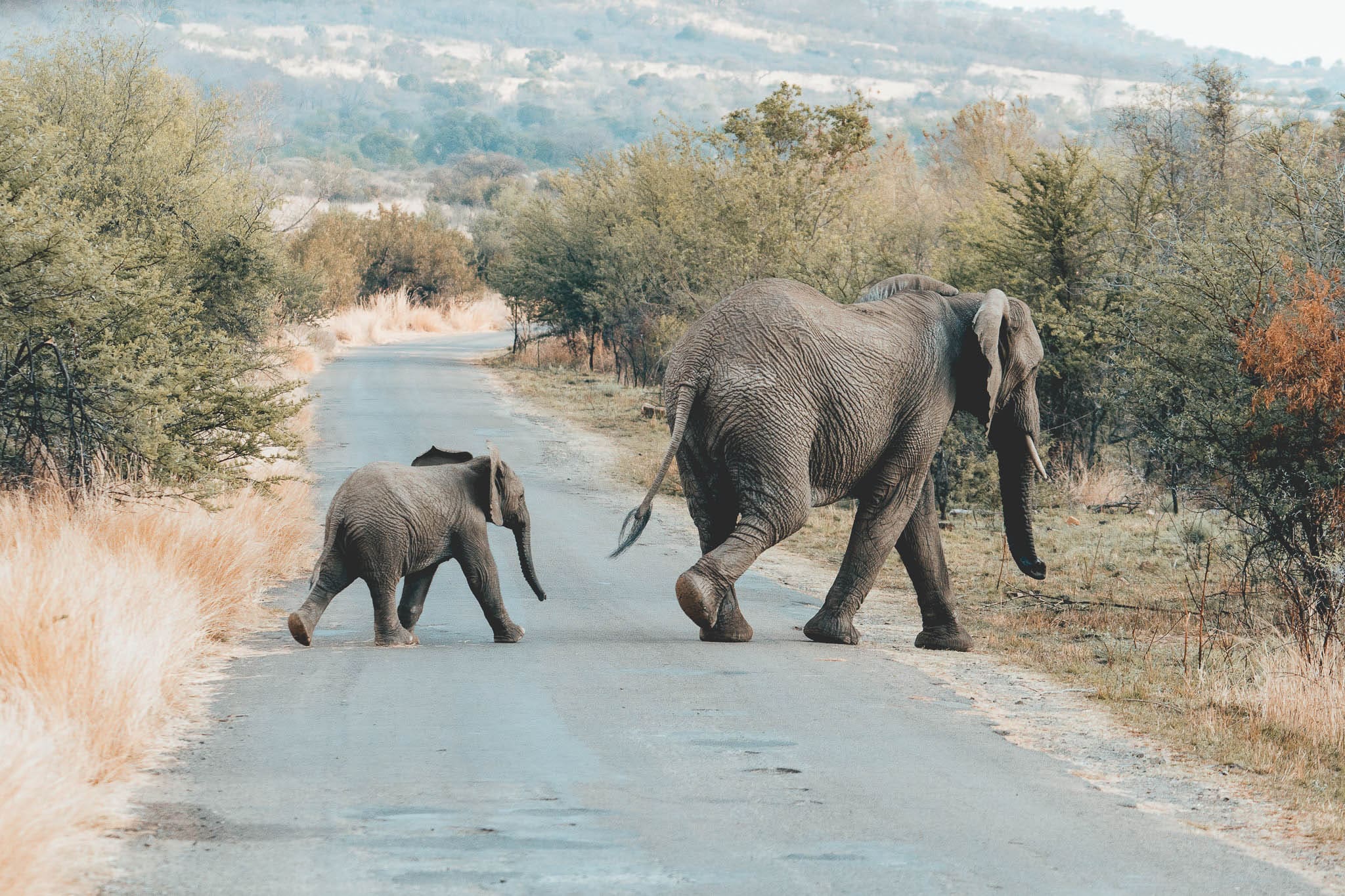 , <strong>The Big Five, maar dan anders:</strong> 5 x een Zuid-Afrikaanse safaritour op unieke wijze