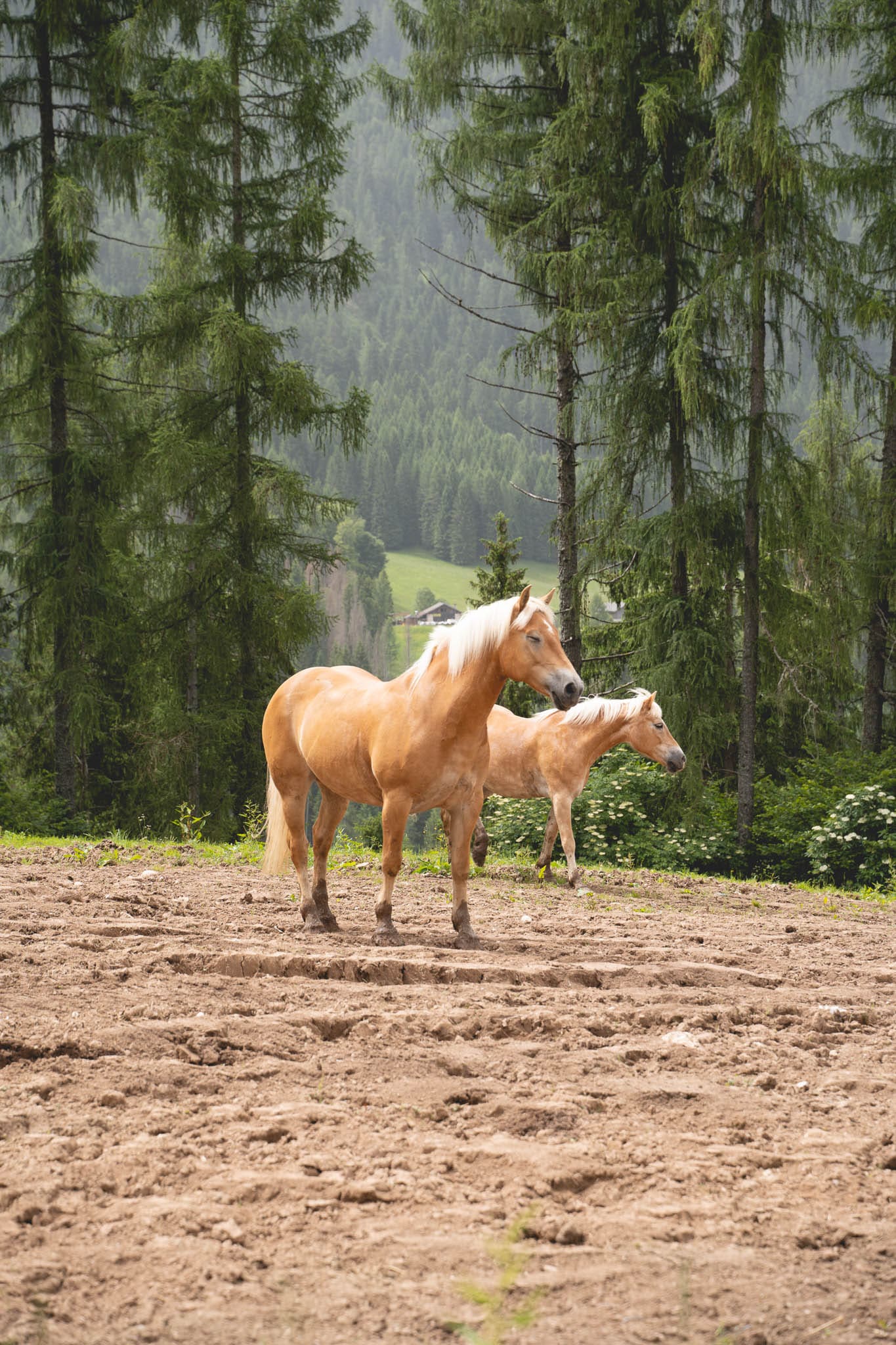 , Pictures van het picturale <strong>Trentino</strong>